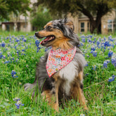 Groovy Fuchsia Florals Dog Bandana